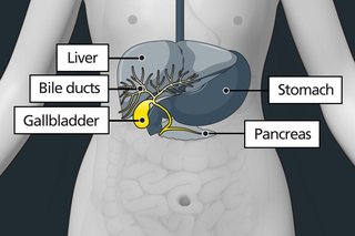 Diagram of the body highlighting the gallbladder and bile ducts (small tubes that connect organs such as the liver and pancreas to the gallbladder).